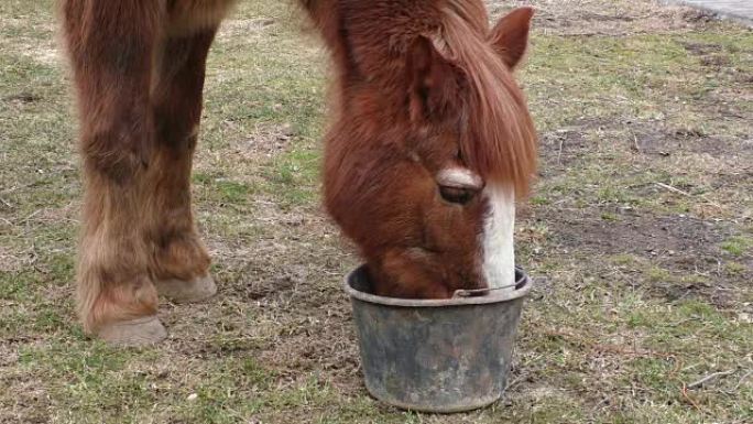 用水桶喂马