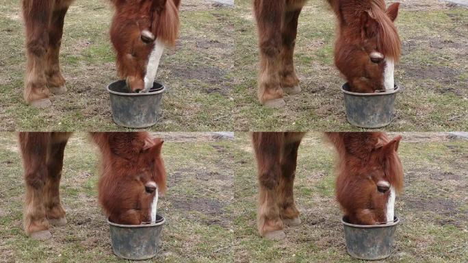 用水桶喂马
