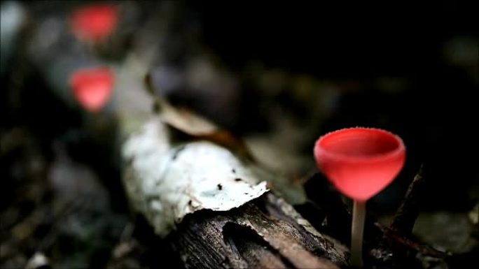 一群忙碌的蚂蚁在泰国雨林的木材上爬红杯真菌