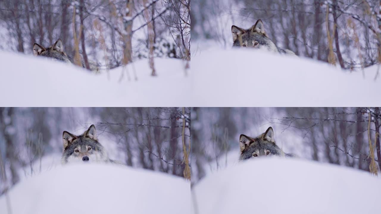 孤狼在美丽的冬季森林中迎亲