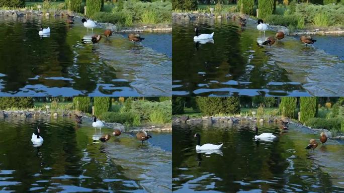 池塘里的黑颈天鹅和红润的雪鸭
