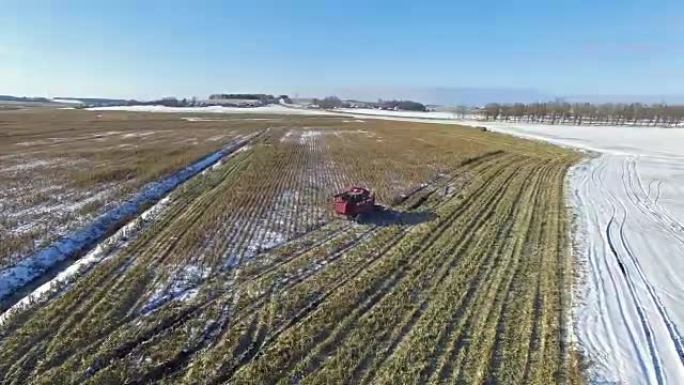 4K.联合收割机在第一场雪后在玉米地里工作!收割机正在切割成熟的干玉米。初冬降下第一场雪。空中全景