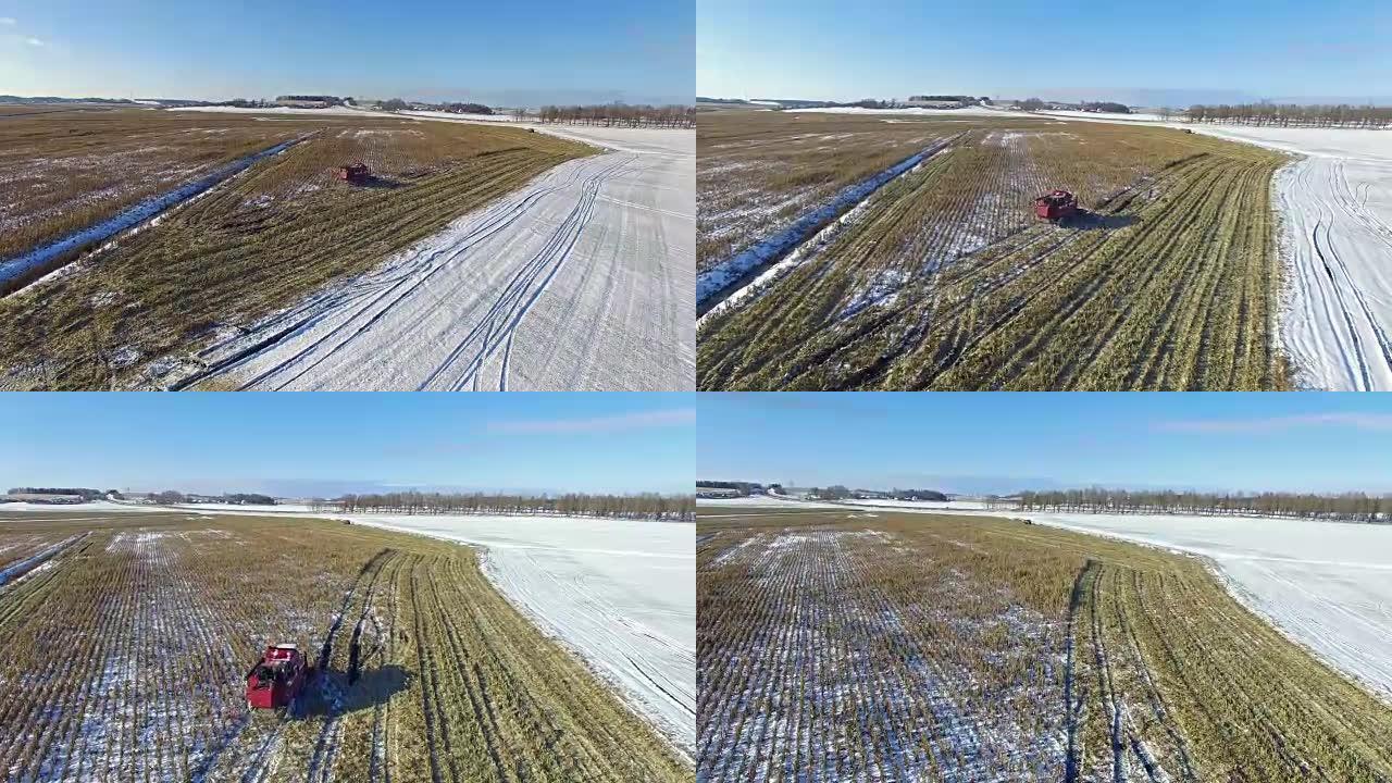 4K.联合收割机在第一场雪后在玉米地里工作!收割机正在切割成熟的干玉米。初冬降下第一场雪。空中全景