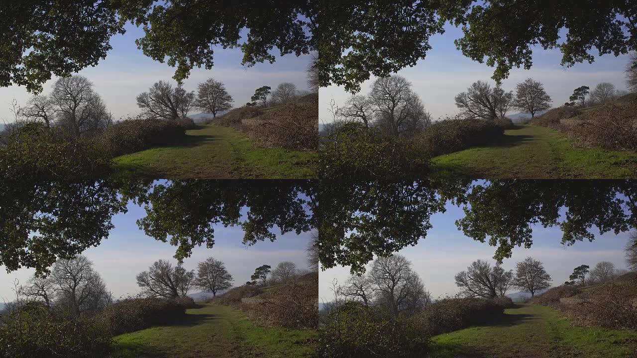 伦敦附近的英国乡村。早春山毛榉木。空间背景副本。透过灌木丛和砖墙可以看到地平线的美景。摇曳的树叶