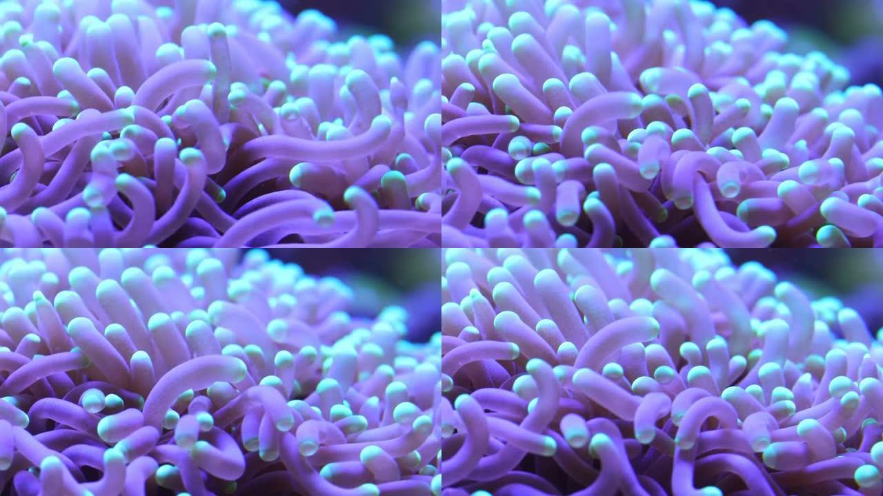水下热带海洋中的珊瑚
