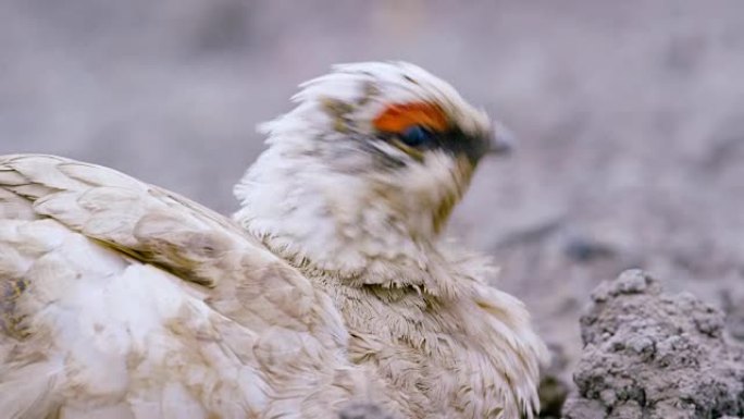 北极地区斯瓦尔巴雷鸟松鸡的特写