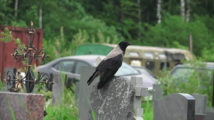 墓地里的乌鸦。4K。