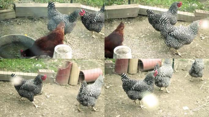 V2春季，鸡在农场网后面的鸡舍里玩耍