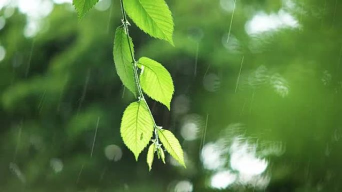 雨天绿叶