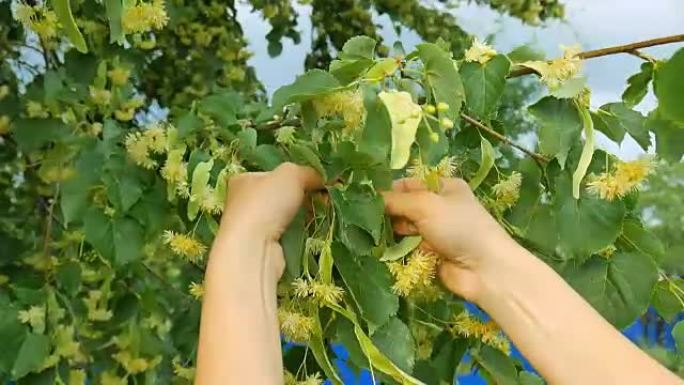 健康的女孩从树枝上采摘菩提树花草药。