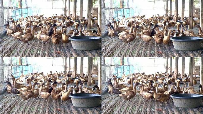 鸭在农场吃食物，传统农业，4k，UHD