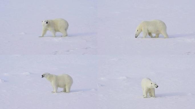 北极熊在北极冰上行走。