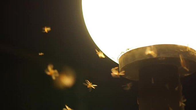飞蛾白蚁和昆虫在玩耍，晚上绕着光飞行。