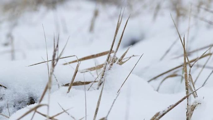 雪风冬季旱草自然场景观