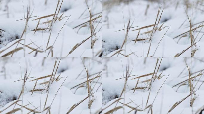 雪风冬季旱草自然场景观