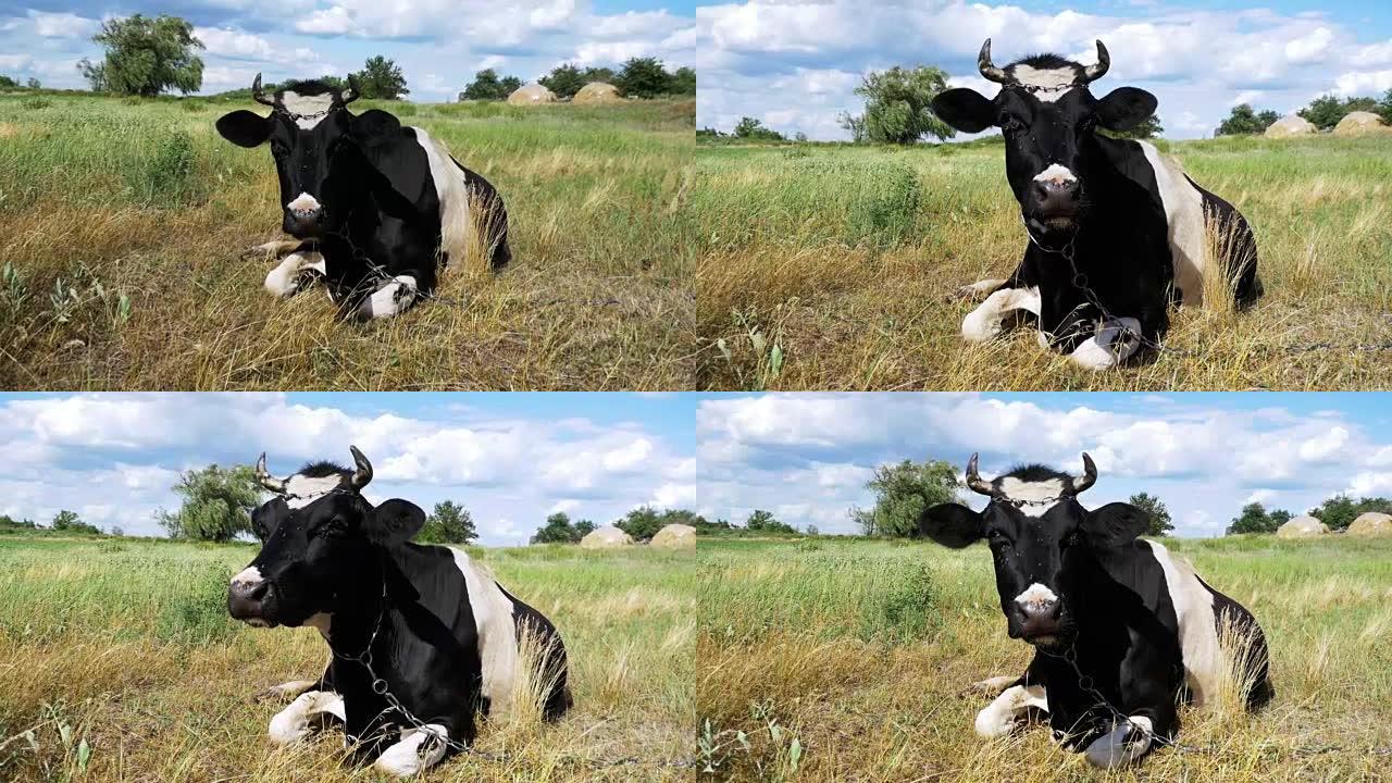 牛躺在草地上嚼草。慢动作