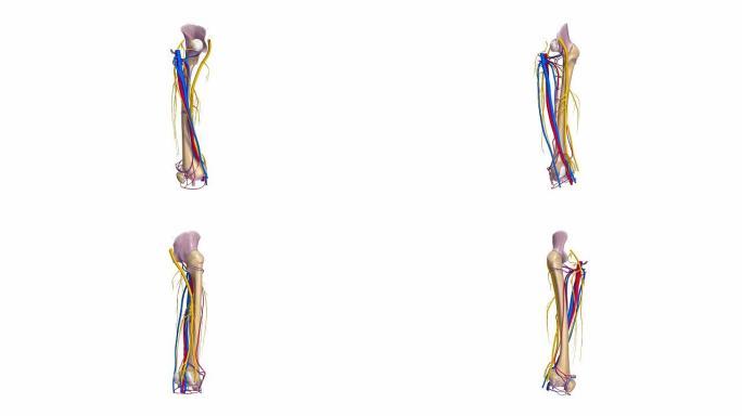 股骨有韧带、动脉、神经和静脉