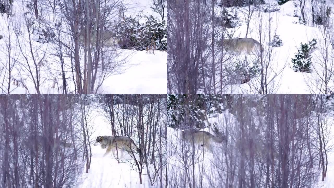 在茂密的冬季森林中巡逻的两只狼