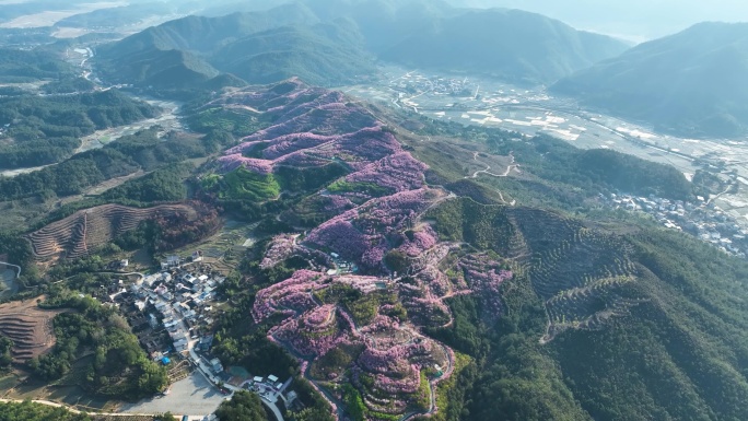 三明航拍赖坊樱花园