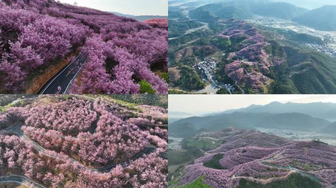 三明航拍赖坊樱花园