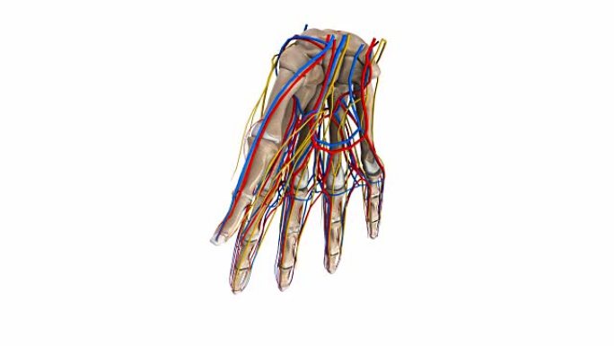 手掌有韧带，动脉，静脉和神经