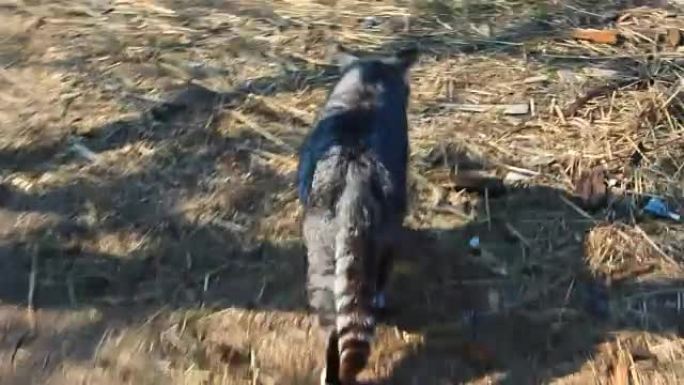 灰猫在乡间的院子里散步