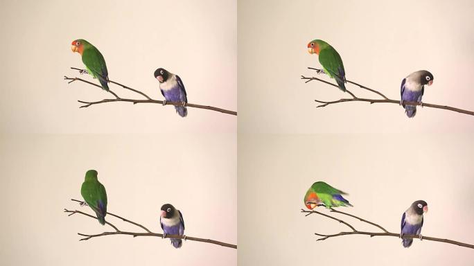 两只美丽的绿鹦鹉在干燥的树枝上爱鸟agapornis。