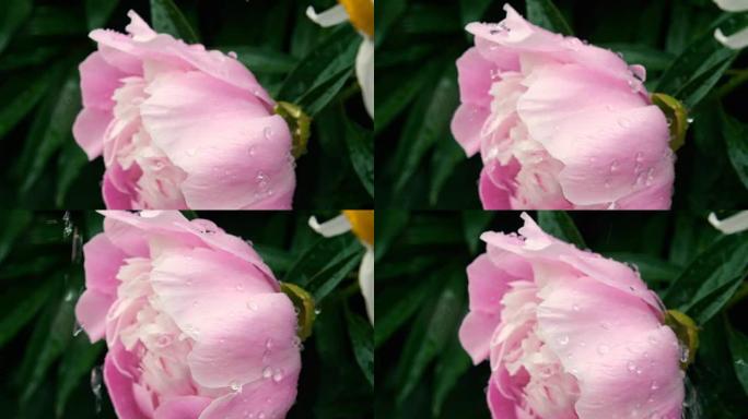 雨下的白玫瑰特写慢动作