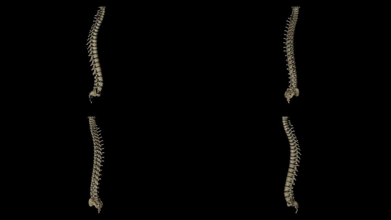 脊柱，骶骨y coxis旋转