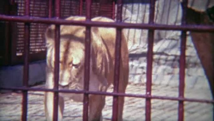 1973: 雌性狮子被锁在动物园的小笼子里。