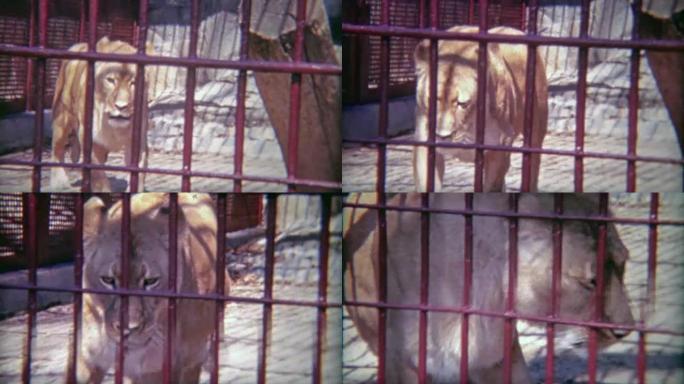 1973: 雌性狮子被锁在动物园的小笼子里。