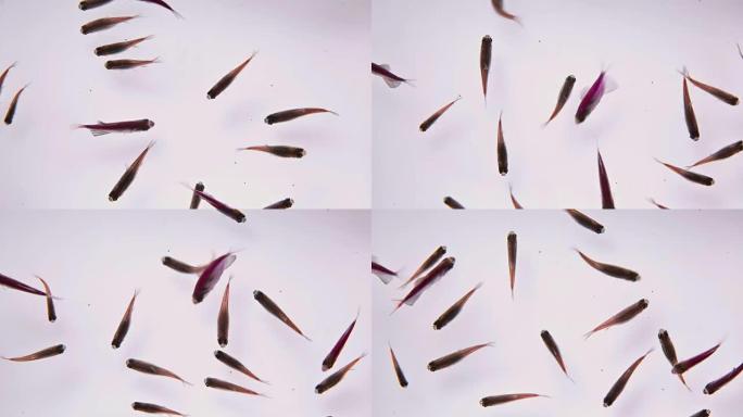 白色背景上的水族馆鱼，顶视图