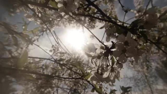 阳光在风中摇曳的盛开的樱桃树枝之间玩耍