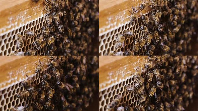 蜜蜂收集花蜜。蜂房里的蜂巢