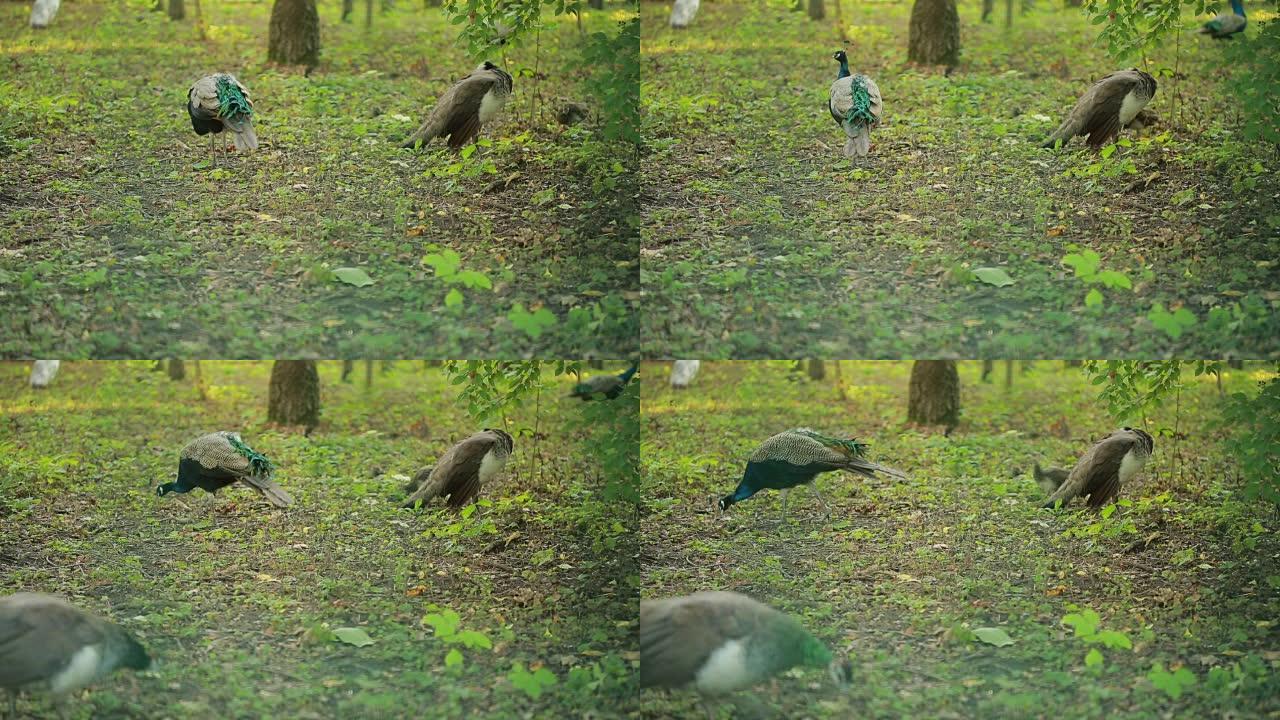 孔雀在公园散步。森林里的异国鸟。动物世界