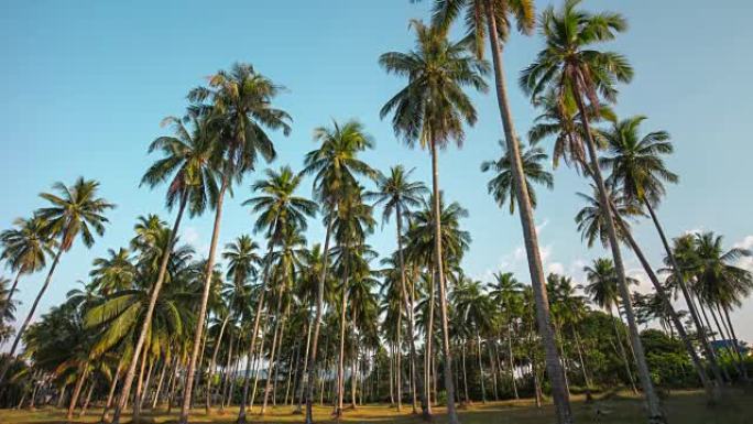 泰国泰国著名岛屿棕榈树广场全景4k延时