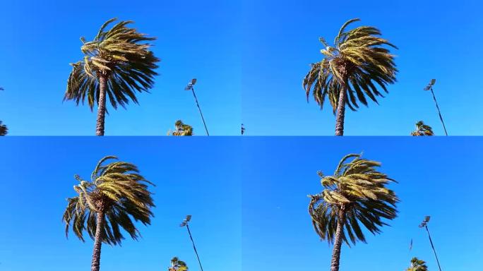 棕榈树在强风中吹动
