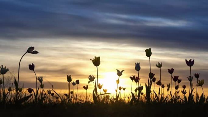 背景天空草地上的野生郁金香。日出。草原在春天复活。