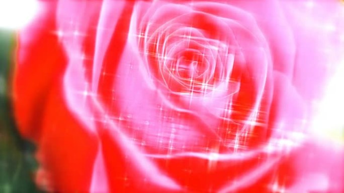 在微距镜头上拍摄的美丽玫瑰特写