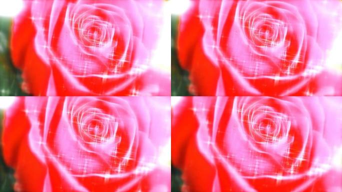 在微距镜头上拍摄的美丽玫瑰特写
