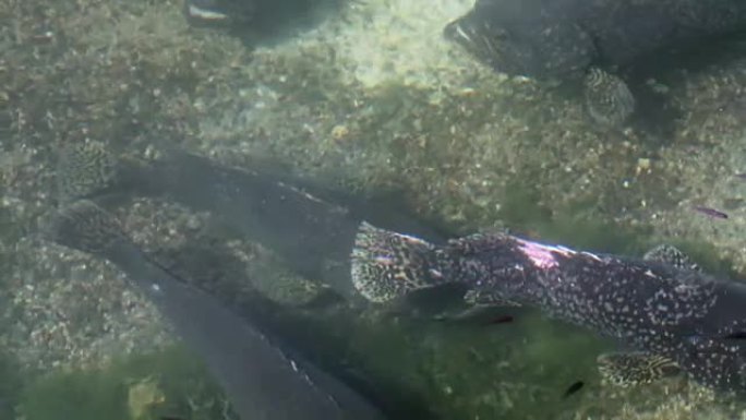大石斑鱼懒洋洋地为亚洲的养鱼场游水