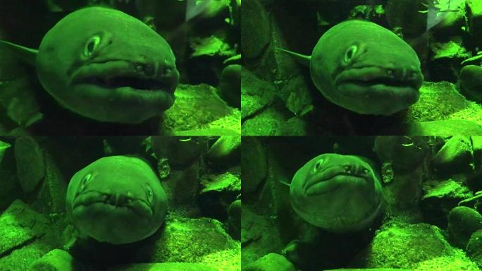 康格鳗鱼看着相机