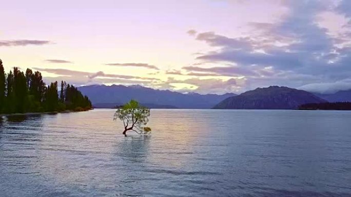新西兰瓦纳卡湖瓦纳卡树的鸟瞰图