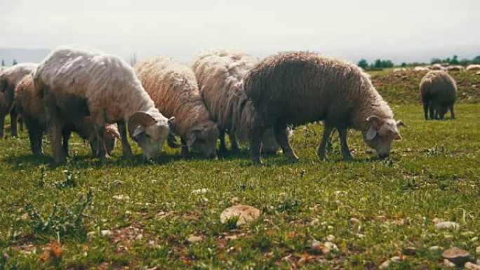 一群在田里放牧的绵羊。慢动作