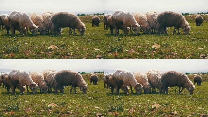 一群在田里放牧的绵羊。慢动作