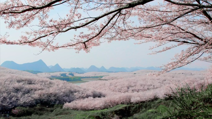 贵州平坝樱花园 春天 航拍 空镜 樱花树