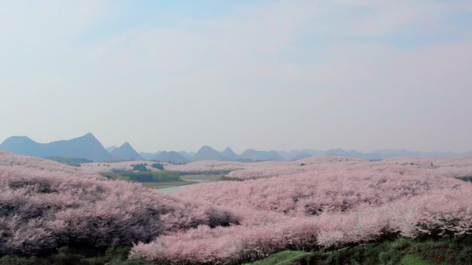 贵州平坝樱花园 春天 航拍 空镜 樱花树
