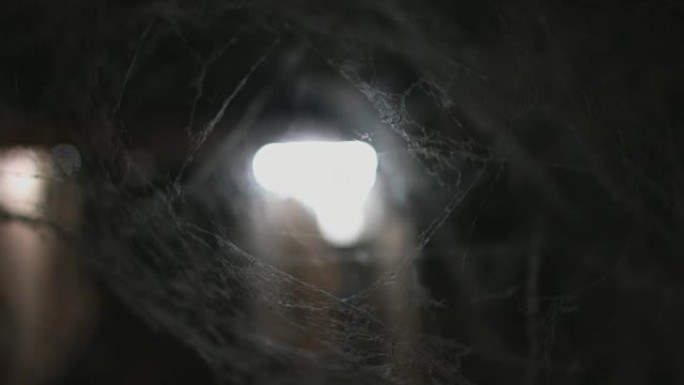 蛛网或蜘蛛网