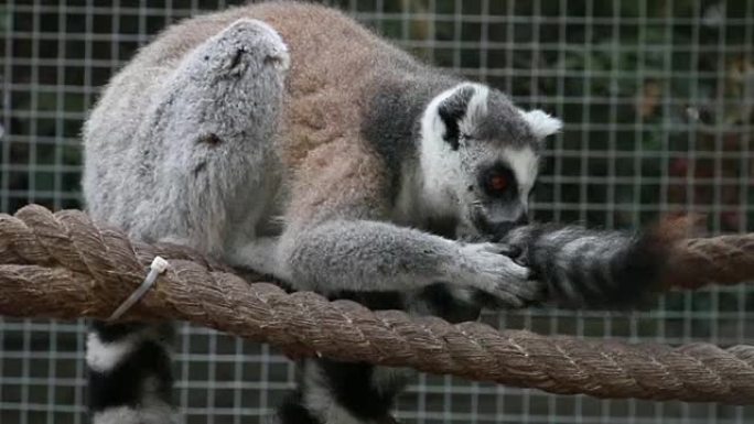 环尾狐猴 (lemur Catta) 在动物园清洁尾巴