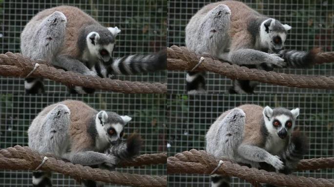 环尾狐猴 (lemur Catta) 在动物园清洁尾巴